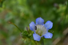 Gentiana calycosa