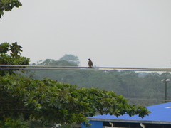 Turdus ignobilis