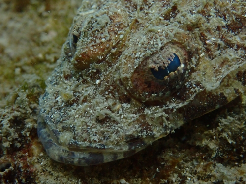 Thysanophrys celebica observed 2025-01-04
