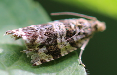 Syricoris lacunana