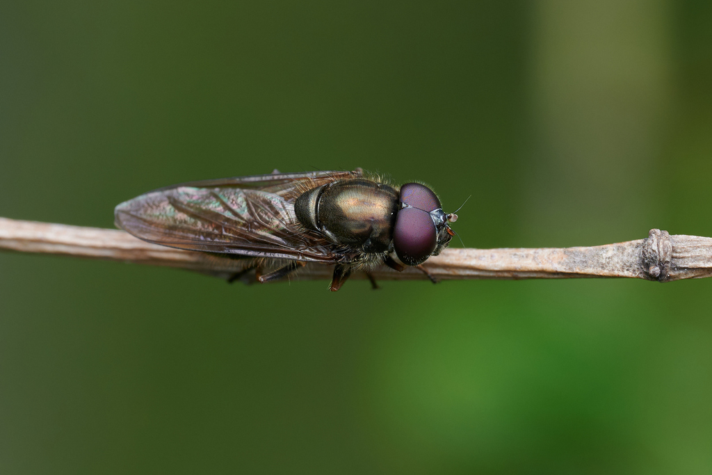 Cheilosia aterrima