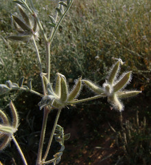 Astragalus schimperi
