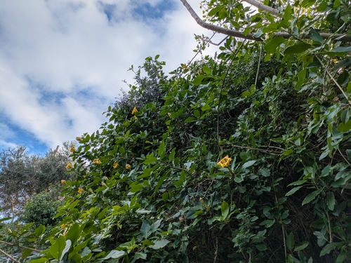 Image of Solandra maxima by (c) Marco Zaccaria Di Fraia, some rights reserved (CC BY)