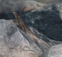 Sceloporus edbelli