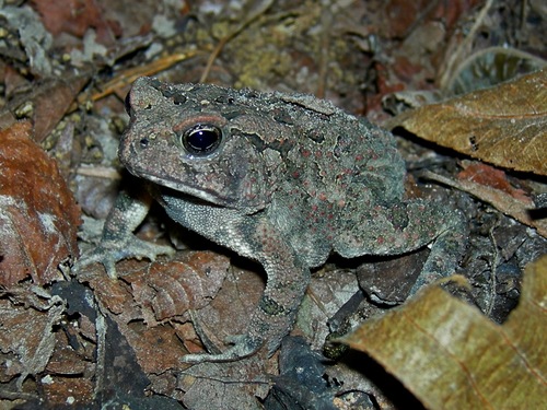 Anaxyrus americanus