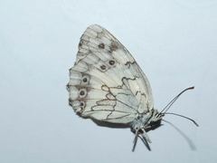 Melanargia titea
