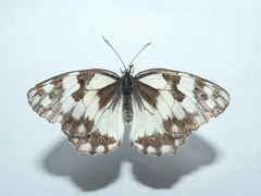 Melanargia titea