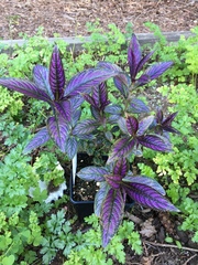 Strobilanthes auriculata dyeriana