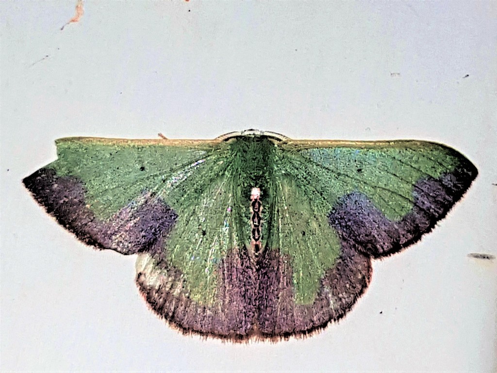 Oospila sellifera