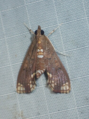 Liopasia apicenotata