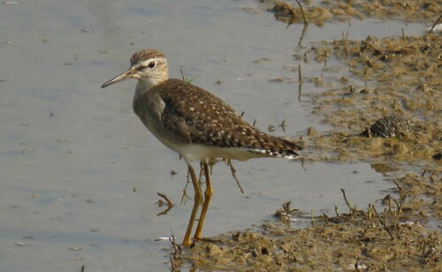 Wood Sandpiper (Tringa glareola)