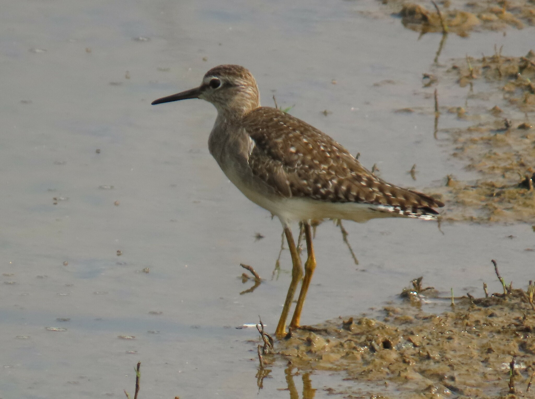 Wood Sandpiper (Tringa glareola)