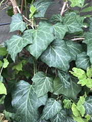 Hedera helix