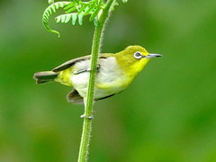 Everett's White-Eye photo 1