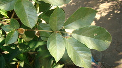 Handroanthus ochraceus