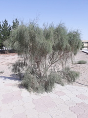 Haloxylon persicum
