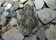 Scaphiopodidae