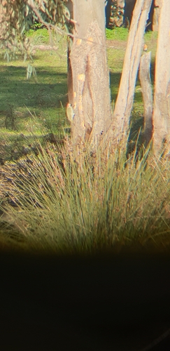 Picchio verde
