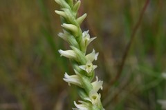 Spiranthes × stellata