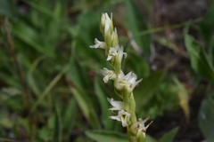 Spiranthes × stellata