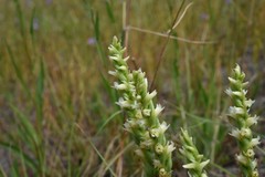 Spiranthes × stellata