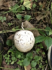 Calvatia booniana
