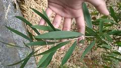Melaleuca leucadendra
