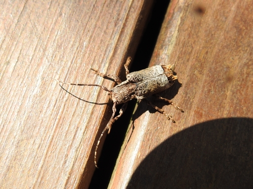 Trachysomus buquetii