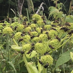 Angelica triquinata