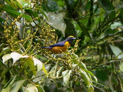Euphonia saturata