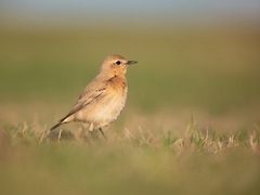 Isabelline Wheatear photo 2