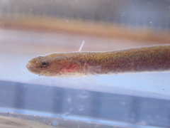 Elongate Goby photo 2