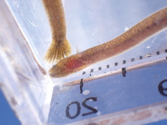 Elongate Goby photo 4