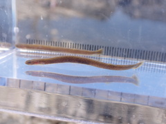 Elongate Goby photo 3