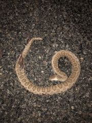 Crotalus oreganus concolor