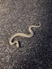 Crotalus oreganus concolor
