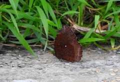 Elymnias hypermnestra