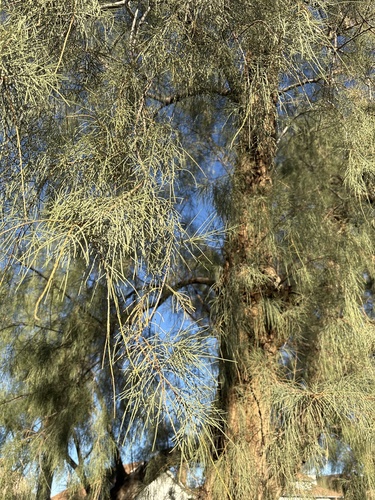 Foto de Tamarisco