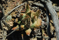 Tulista pumila
