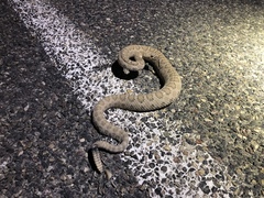Crotalus oreganus concolor