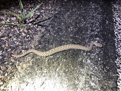 Crotalus oreganus concolor