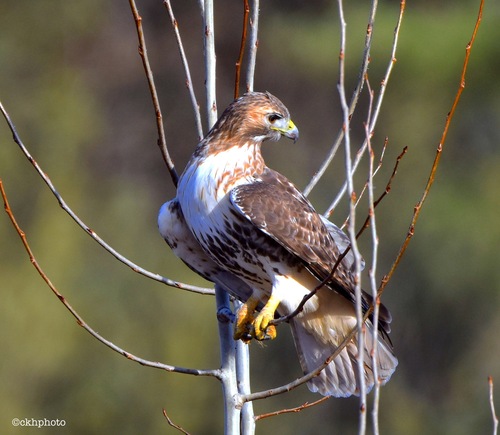 Red-tailed Hawk photographed in New Hampshire
