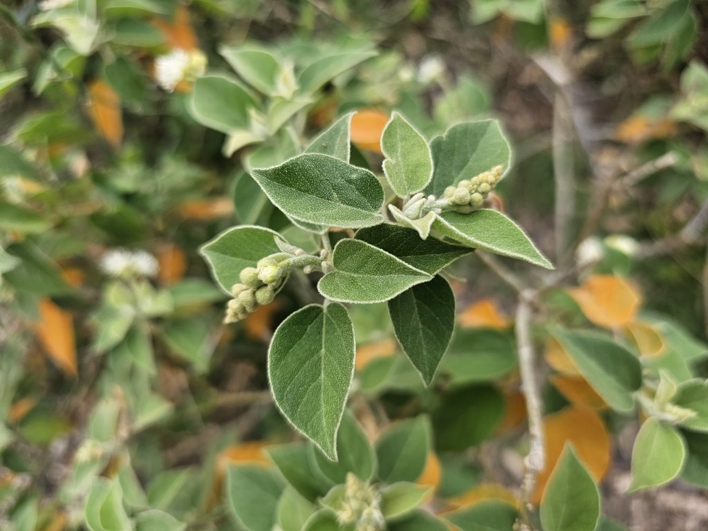 Foto de Velame-do-campo