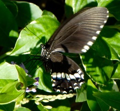 Papilio polytes