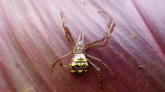 Argiope intricata