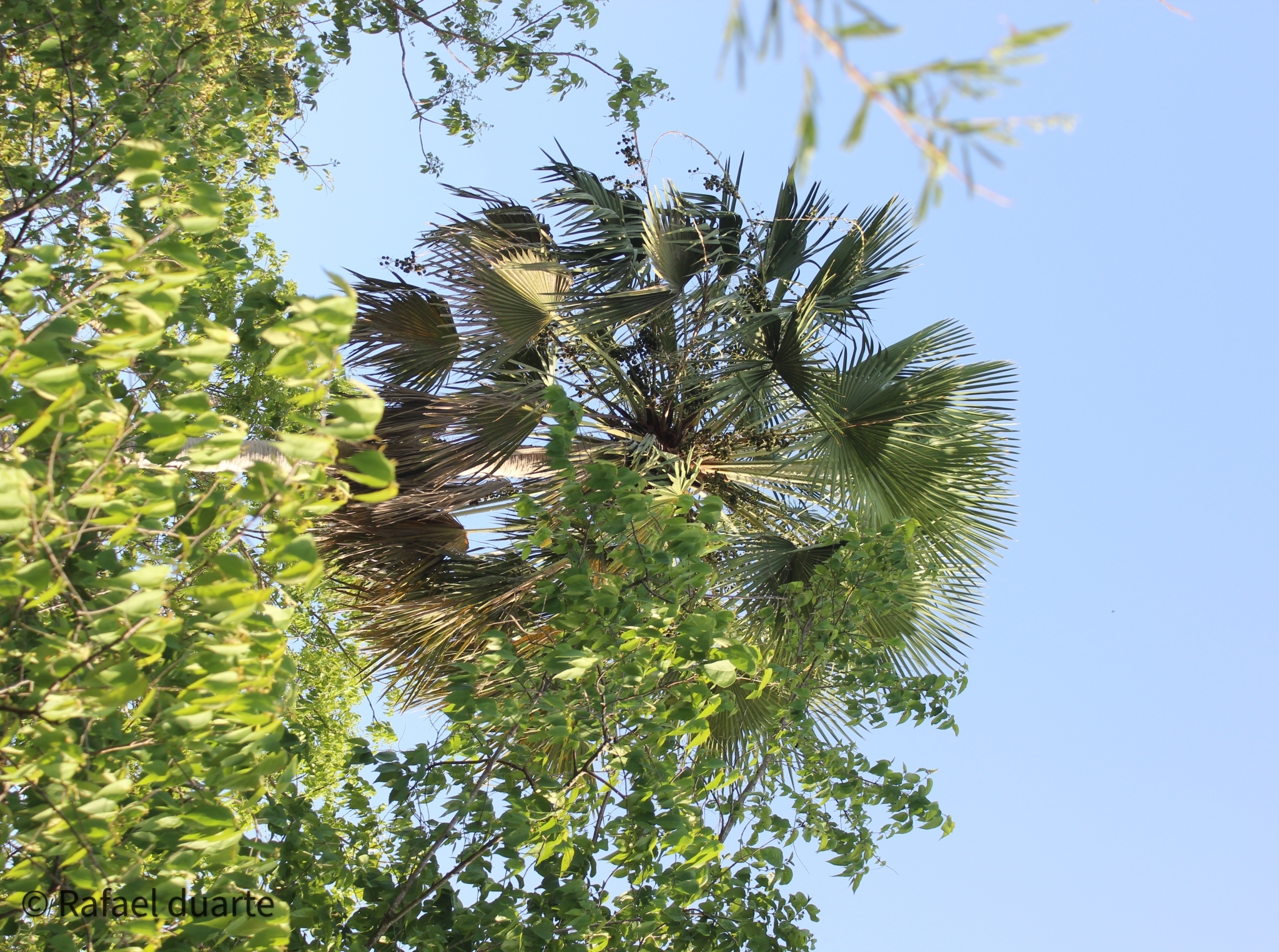 Copernicia prunifera