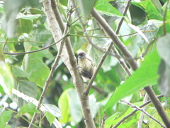 Picumnus olivaceus