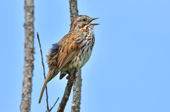 Melospiza melodia cleonensis