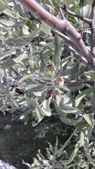 Pyrus salicifolia