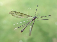 Dolichopeza albipes